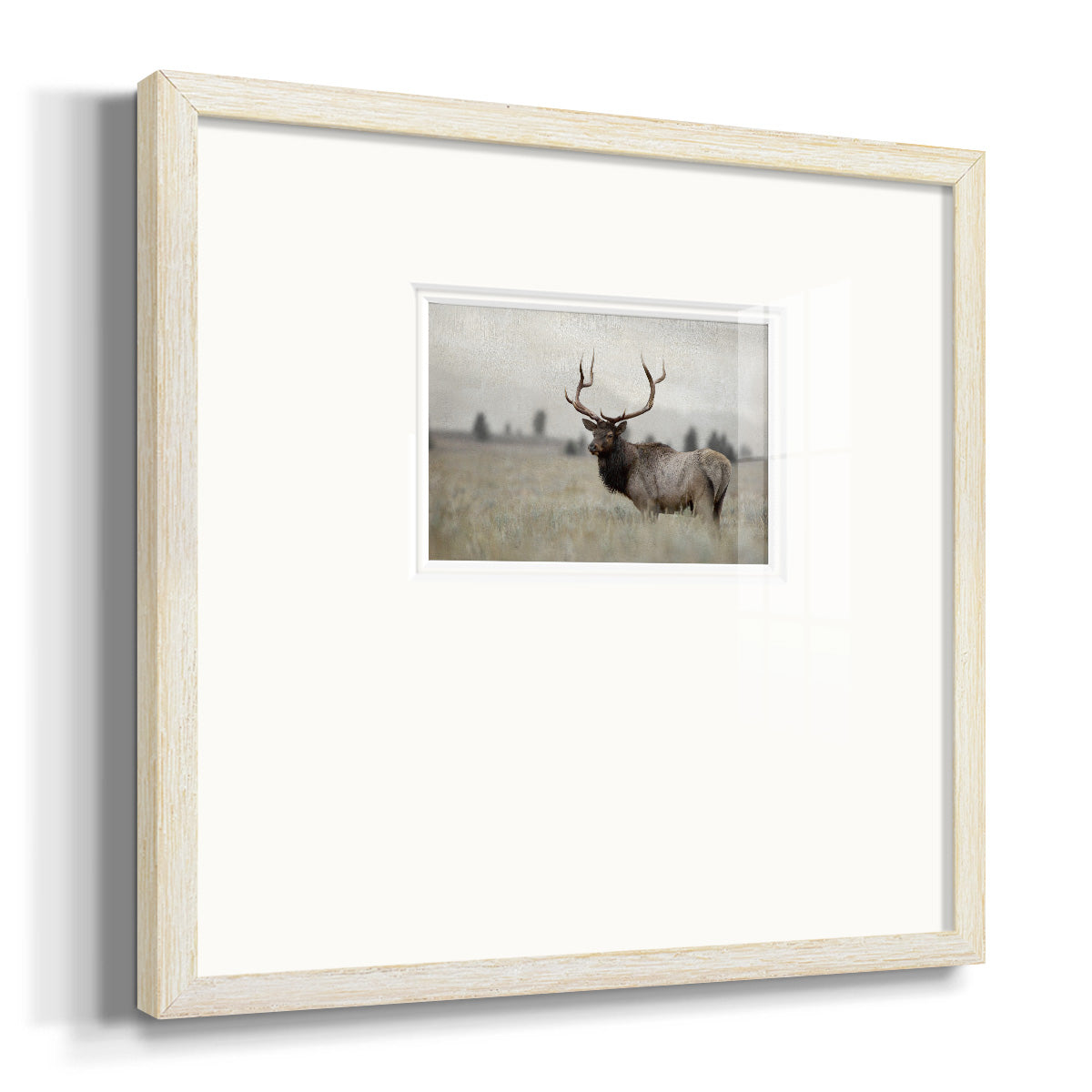 Grand Elk Premium Framed Print Double Matboard