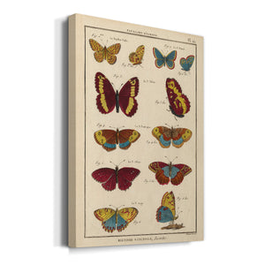 Histoire Naturelle Butterflies IV - Canvas Art Print