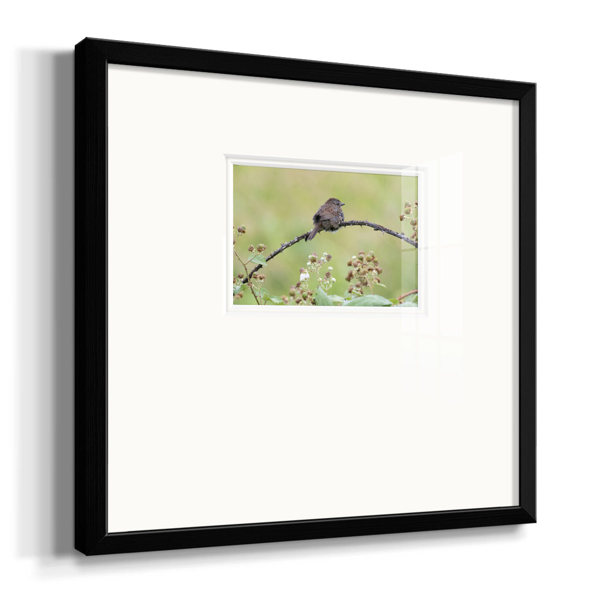 Resting Sparrow Premium Framed Print Double Matboard