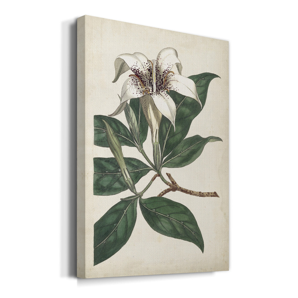 Ivory Garden I Premium Gallery Wrapped Canvas - Ready to Hang