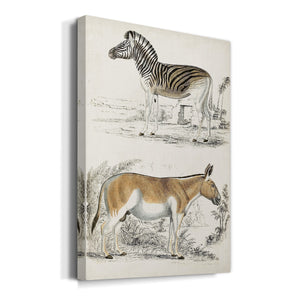 Journal of Natural History V - Canvas Art Print
