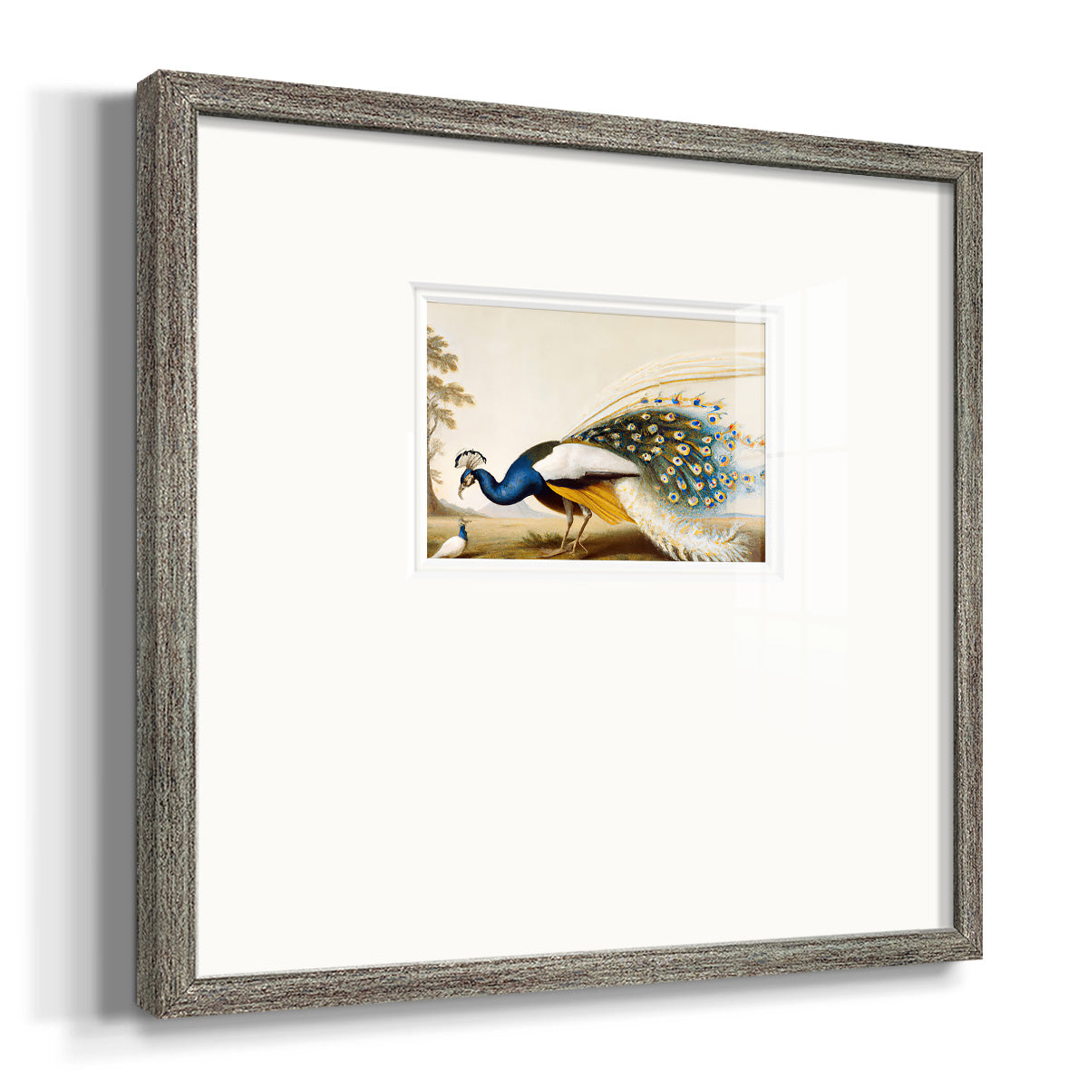 Golden Peacock Premium Framed Print Double Matboard