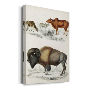 Journal of Natural History VII - Canvas Art Print
