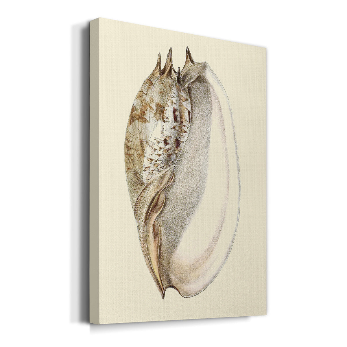 Splendid Shells IV Premium Gallery Wrapped Canvas - Ready to Hang