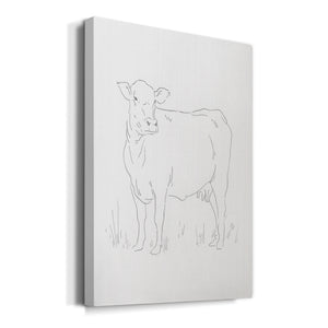 Limousin Cattle II  Premium Gallery Wrapped Canvas - Ready to Hang
