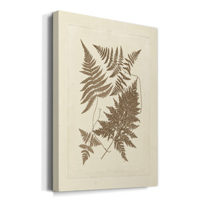 Sepia Ferns VI Premium Gallery Wrapped Canvas - Ready to Hang
