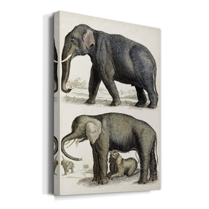 Journal of Natural History IV - Canvas Art Print