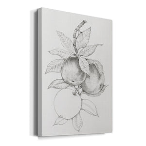 Fruit-Bearing Branch II - Canvas Art Print