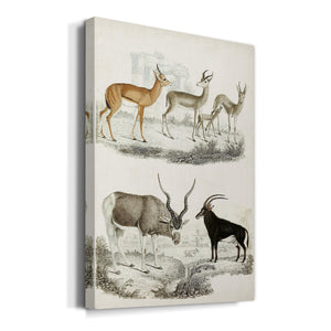 Journal of Natural History VIII - Canvas Art Print