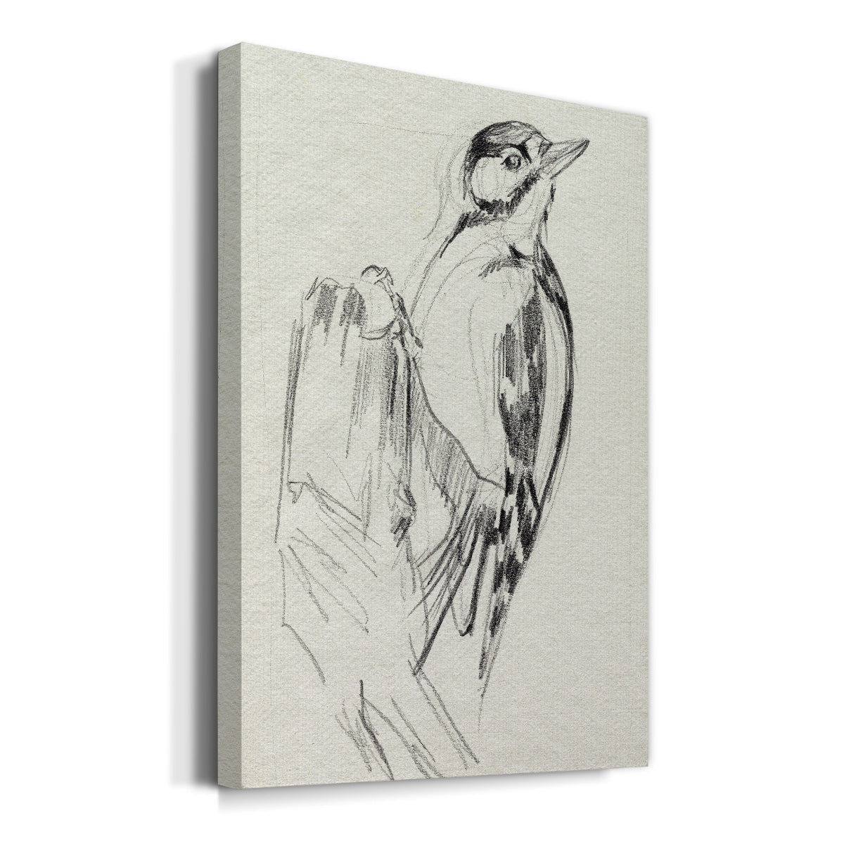 Woodpecker Sketch II Premium Gallery Wrapped Canvas - Ready to Hang