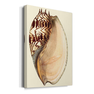 Splendid Shells II Premium Gallery Wrapped Canvas - Ready to Hang