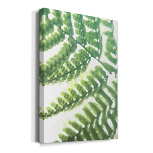 UA Fern Glow II Premium Gallery Wrapped Canvas - Ready to Hang