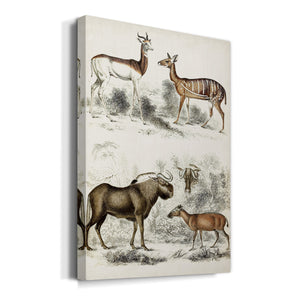 Journal of Natural History VI - Canvas Art Print