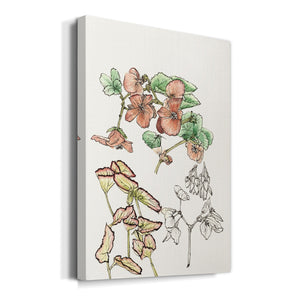 Begonia Study Premium Gallery Wrapped Canvas - Ready to Hang
