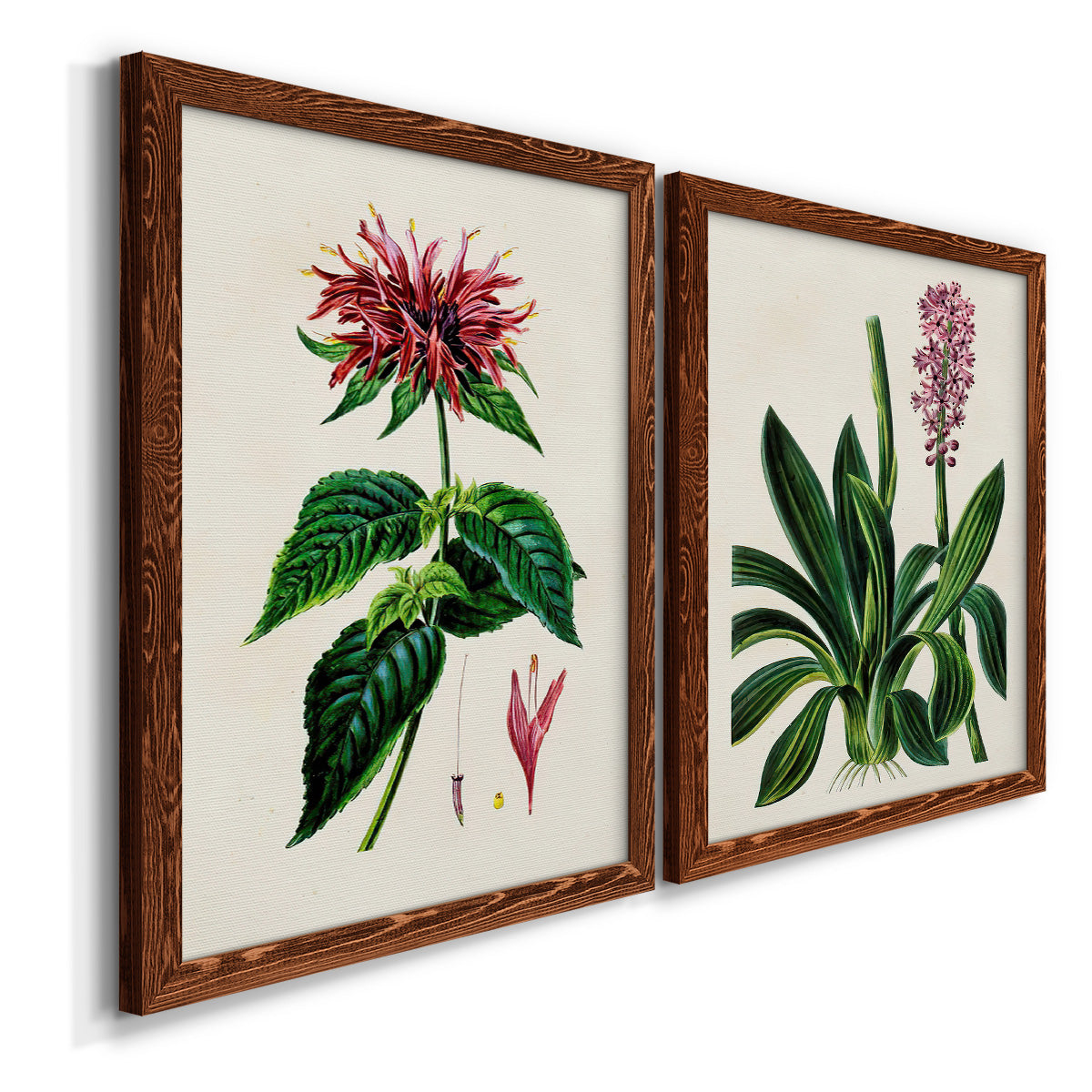 Antique Floral Folio I - Premium Framed Canvas 2 Piece Set - Ready to Hang