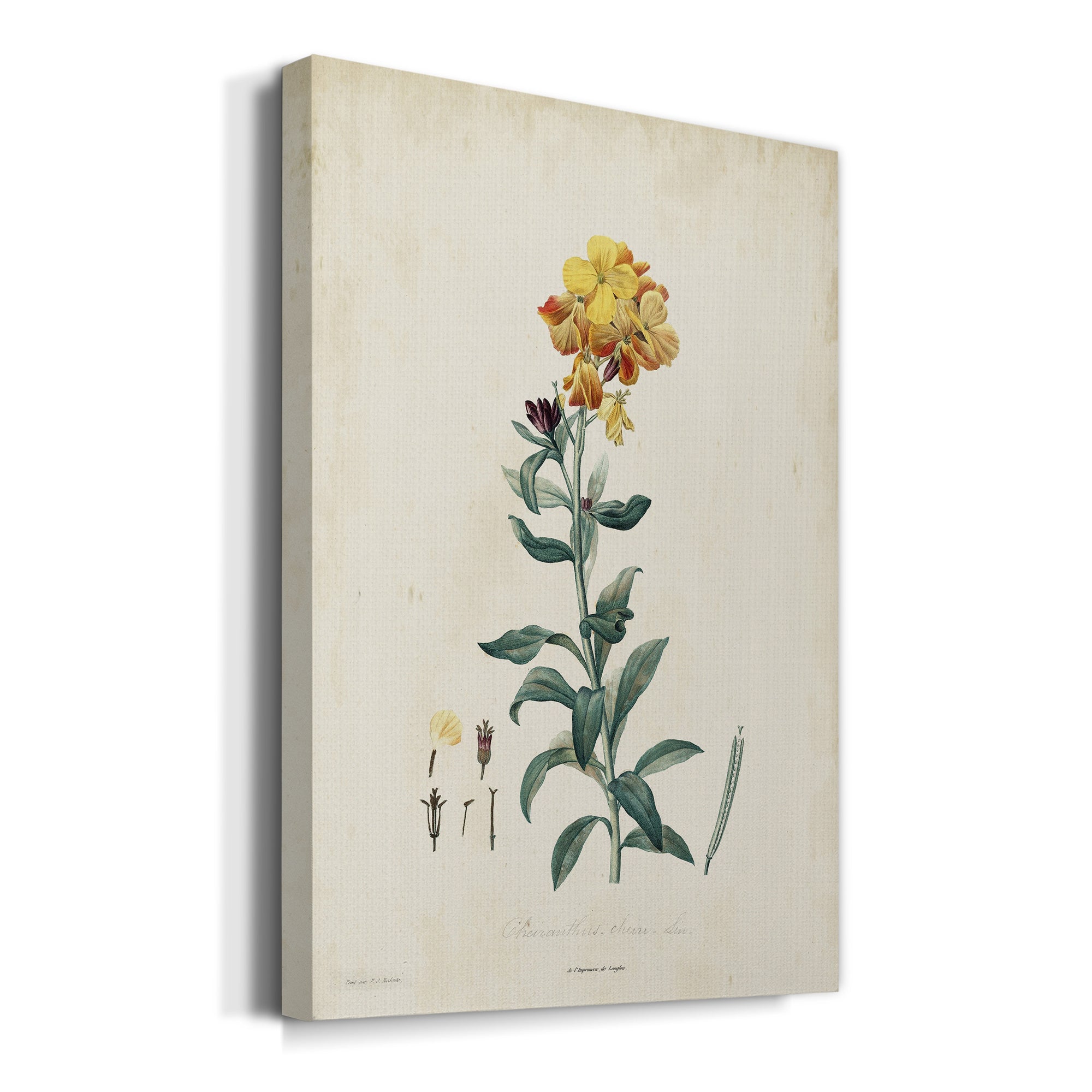 Traditional Botanical III Premium Gallery Wrapped Canvas - Ready to Hang