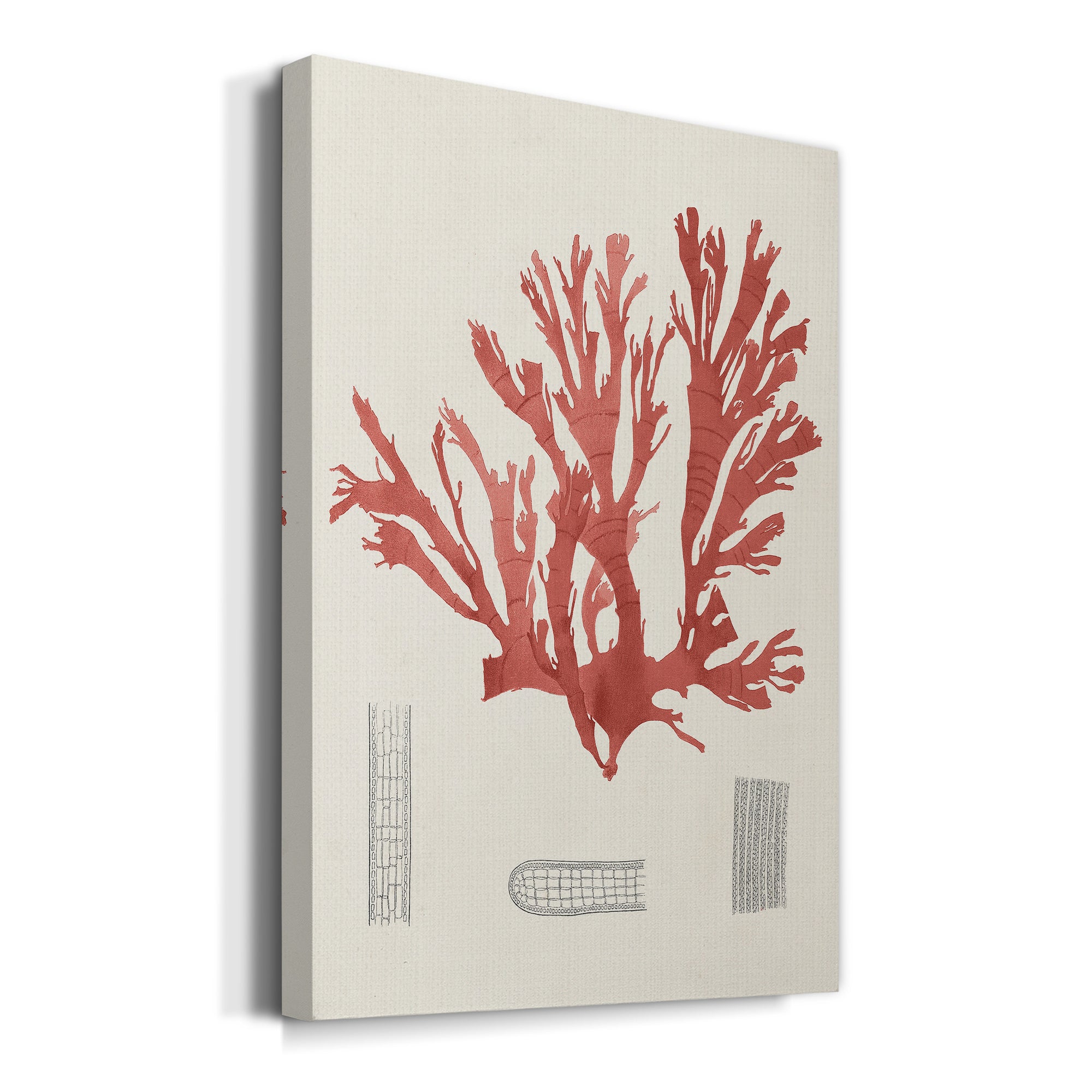 Vintage Coral Study IV Premium Gallery Wrapped Canvas - Ready to Hang