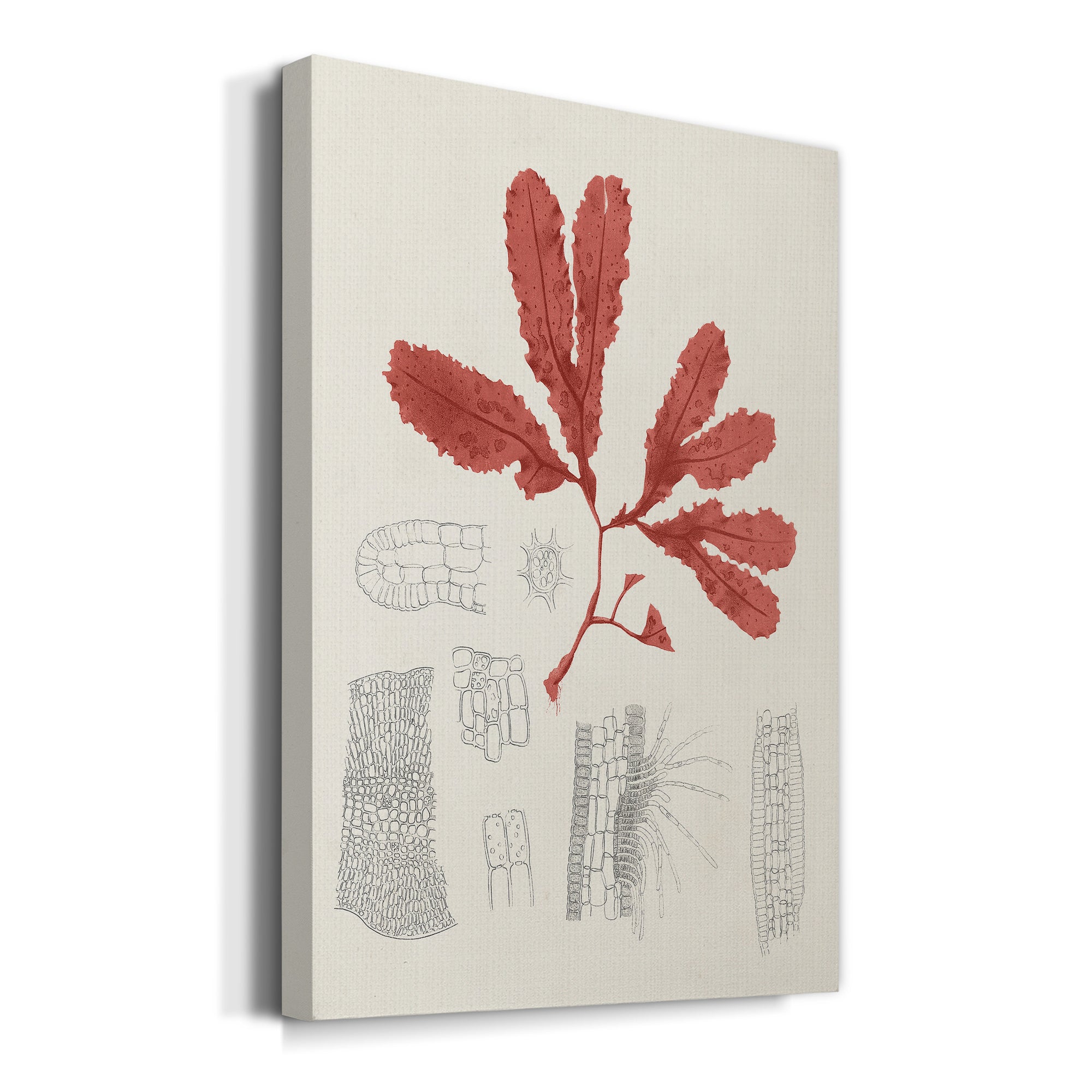 Vintage Coral Study II Premium Gallery Wrapped Canvas - Ready to Hang