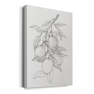 Fruit-Bearing Branch I - Canvas Art Print