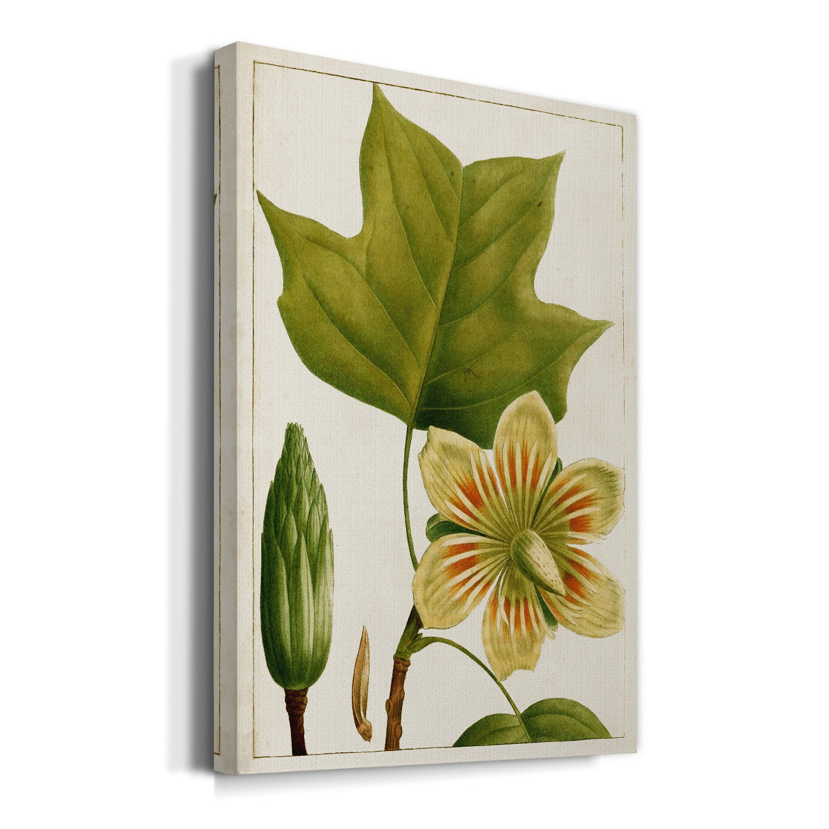 Antique Flowering Trees IV Premium Gallery Wrapped Canvas - Ready to Hang