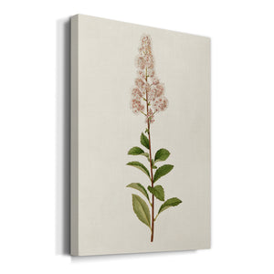 Mauve Garden Flowers II Premium Gallery Wrapped Canvas - Ready to Hang