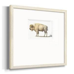White Buffalo Premium Framed Print Double Matboard