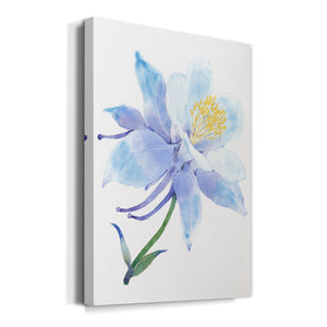 Columbine Bloom I Premium Gallery Wrapped Canvas - Ready to Hang