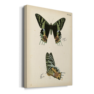 Butterfly Profile IV - Canvas Art Print