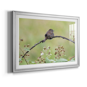 Resting Sparrow - Modern Framed Art Print