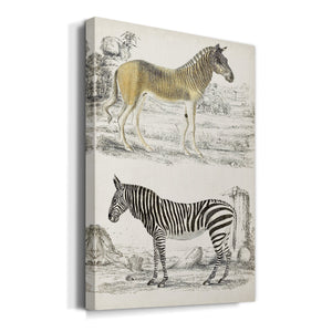 Journal of Natural History I - Canvas Art Print