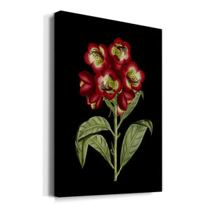 Crimson Flowers on Black (A) III Premium Gallery Wrapped Canvas - Ready to Hang