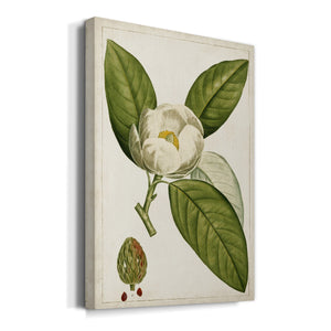 Antique Flowering Trees II Premium Gallery Wrapped Canvas - Ready to Hang