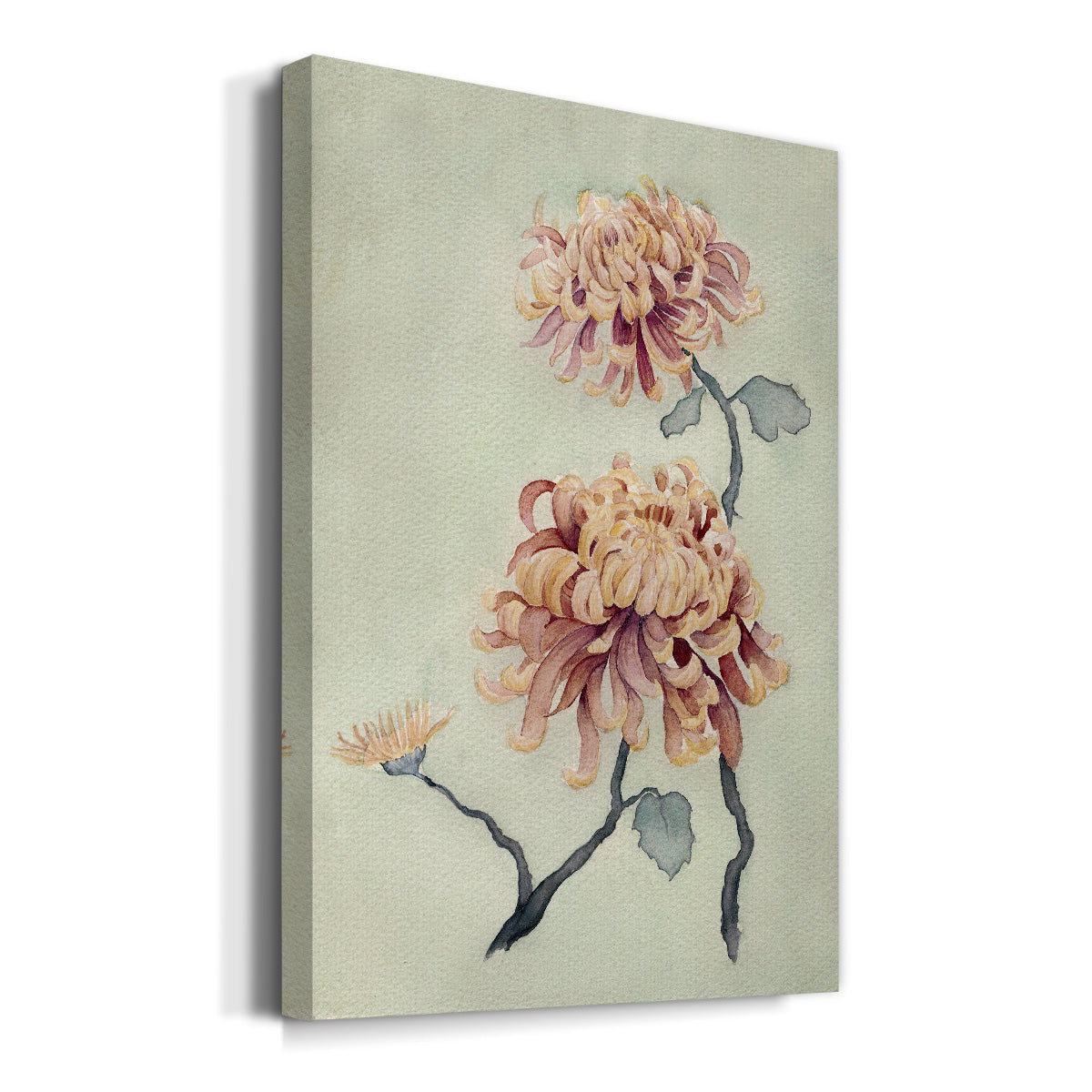 Chrysanthemum Beauty I Premium Gallery Wrapped Canvas - Ready to Hang