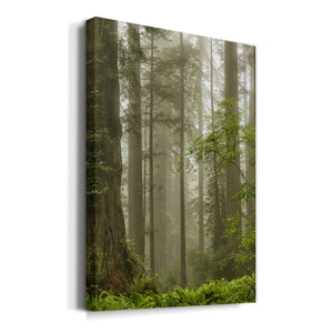 Summer Forest II Premium Gallery Wrapped Canvas - Ready to Hang