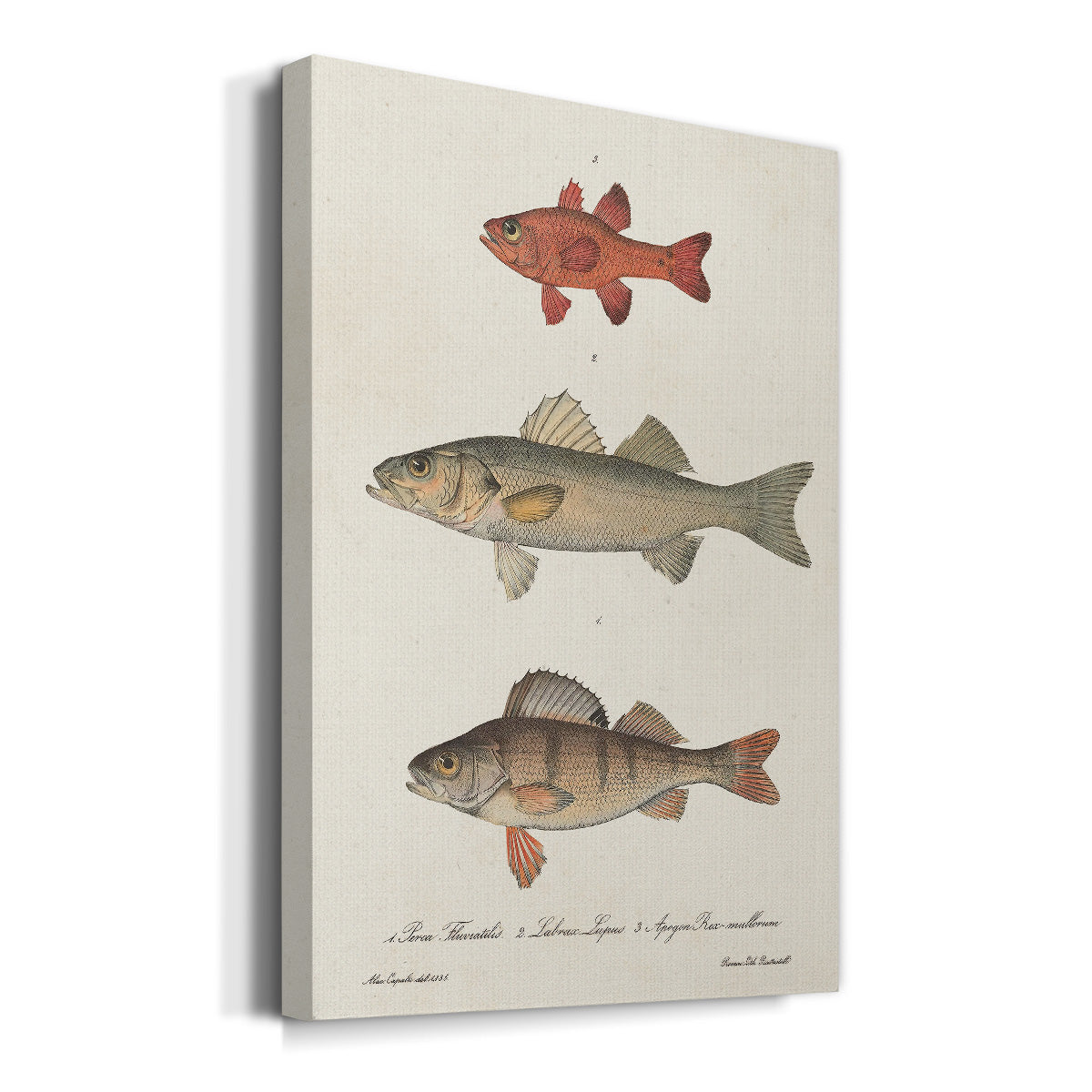 Species of Antique Fish II Premium Gallery Wrapped Canvas - Ready to Hang