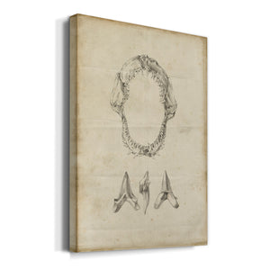 Shark Study I - Canvas Art Print