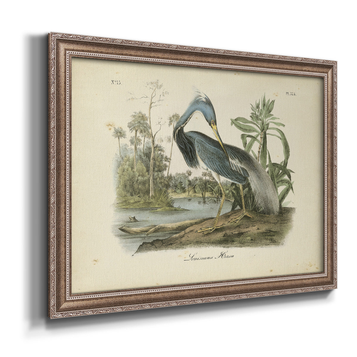 Audubons Louisiana Heron Premium Framed Canvas- Ready to Hang