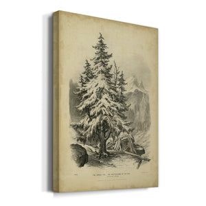 The Spruce - Canvas Art Print