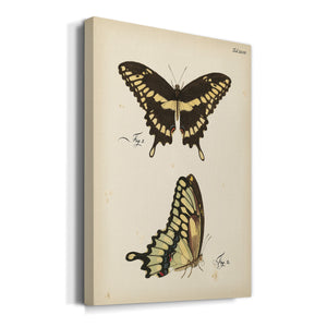 Butterfly Profile I - Canvas Art Print