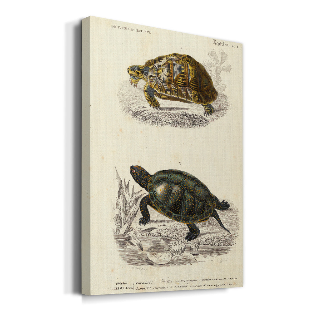 Antique Turtle Duo II Premium Gallery Wrapped Canvas - Ready to Hang