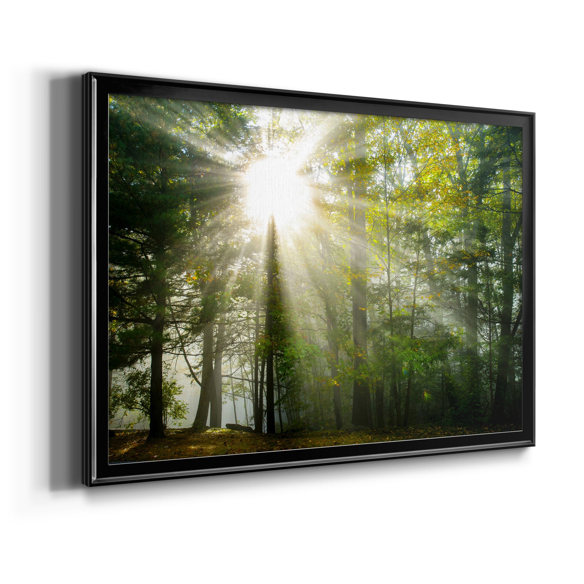 Light and Trees II Premium Classic Framed Canvas - Ready to Hang