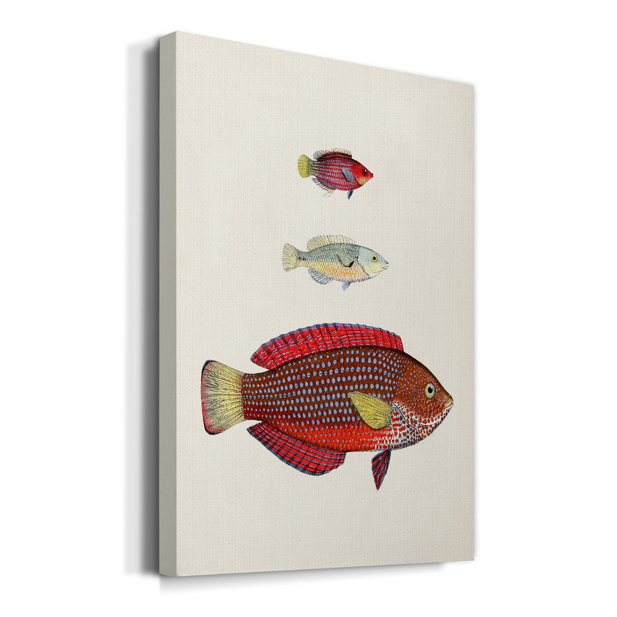 Colorful Tropical Fish II Premium Gallery Wrapped Canvas - Ready to Hang
