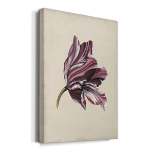 Antique Tulip Study III Premium Gallery Wrapped Canvas - Ready to Hang