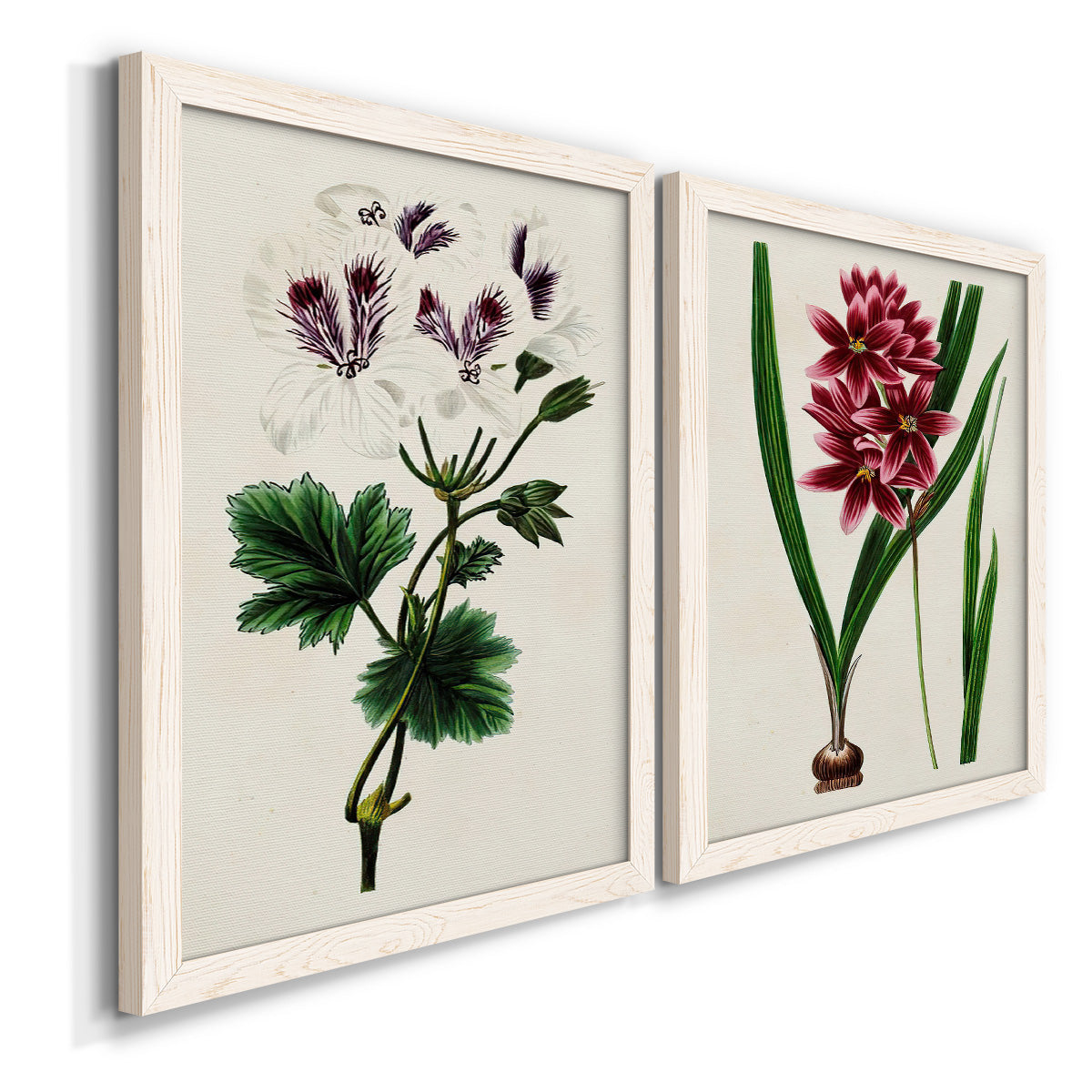 Antique Floral Folio IX - Premium Framed Canvas 2 Piece Set - Ready to Hang