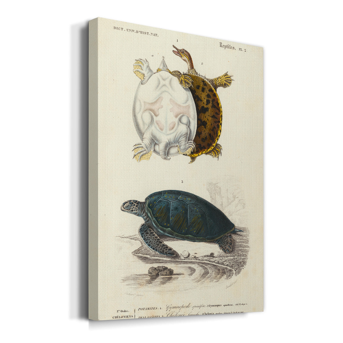 Antique Turtle Duo I Premium Gallery Wrapped Canvas - Ready to Hang