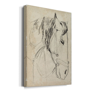Horse in Bridle Sketch I - Canvas Art Print