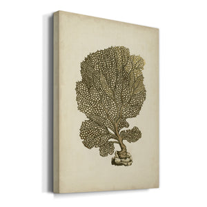 Sealife Collection VIII - Canvas Art Print