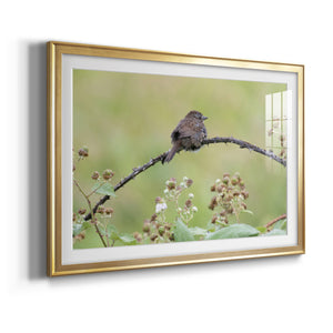 Resting Sparrow - Modern Framed Art Print