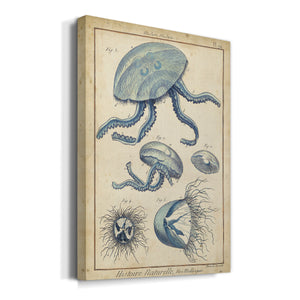 Lamarck Medusa II - Canvas Art Print