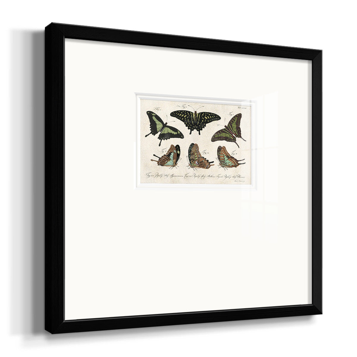 Crackled Butterflies II Premium Framed Print Double Matboard